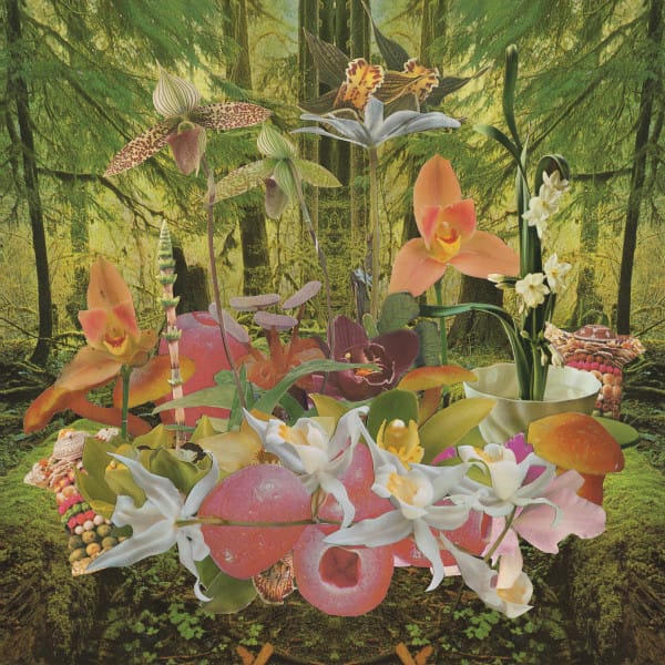 Orchids