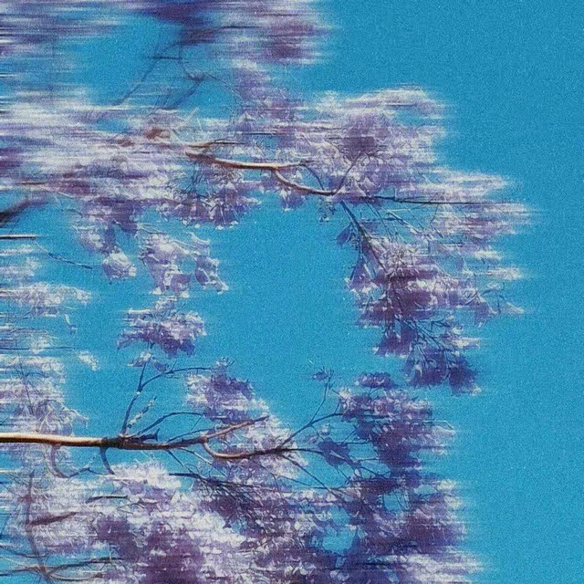 Jacaranda